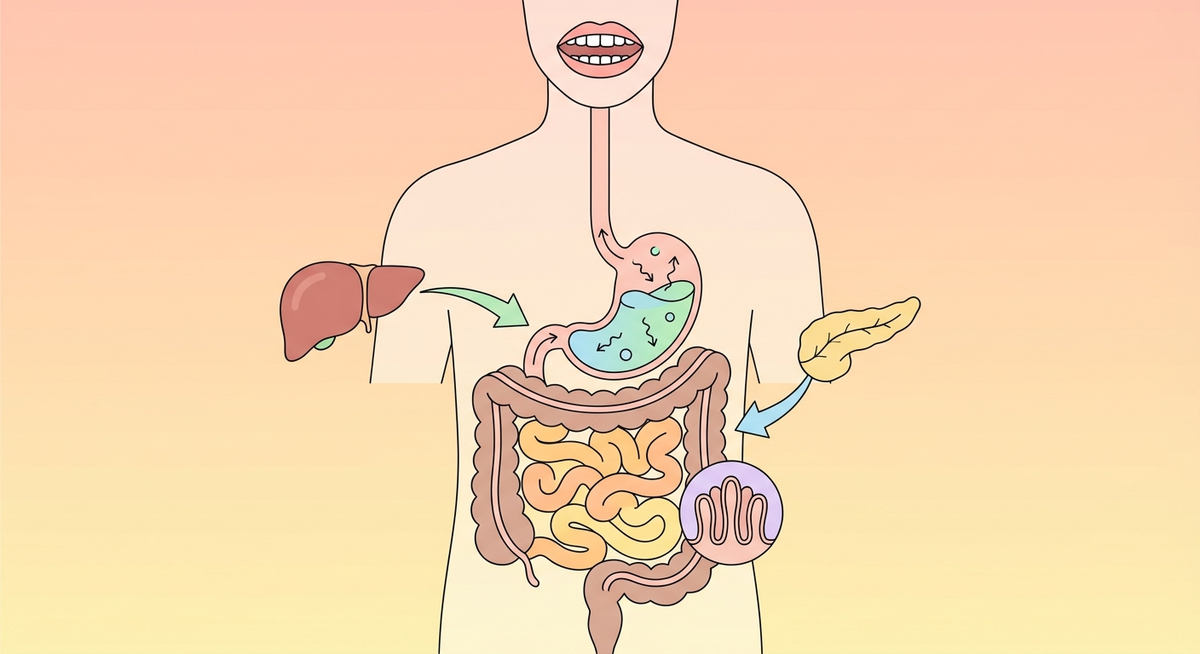 Illustration der viser hvordan Hvordan fungerer fordøjelsen? fungerer