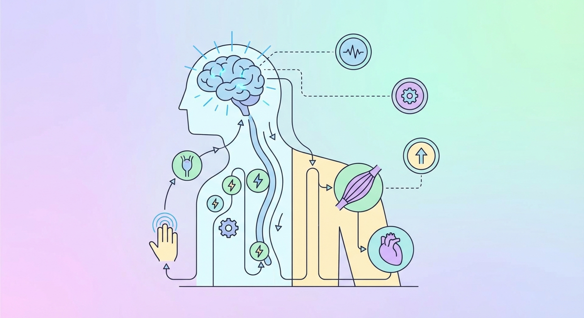 Illustration der viser hvordan Hvordan fungerer nervesystemet? fungerer