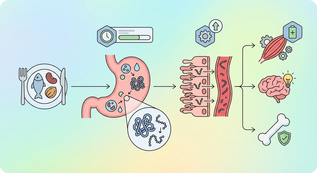 Illustration der viser hvordan Hvordan fungerer proteiner i mad? fungerer