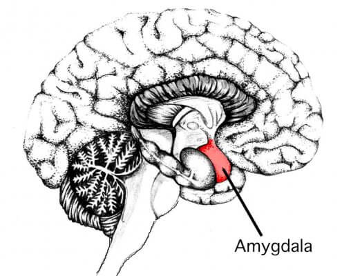 hvordan fungerer Amygdala?