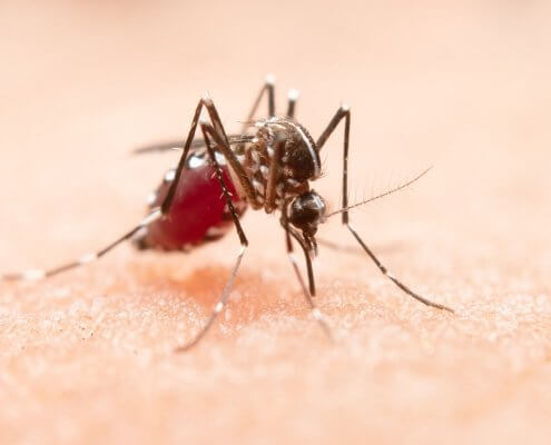 Hvordan undgår man myggestik?